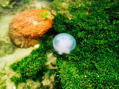 Jellyfish, Kurusadai Island, Gulf of Mannar Biosphere Reserve, Tamil Nadu, India.