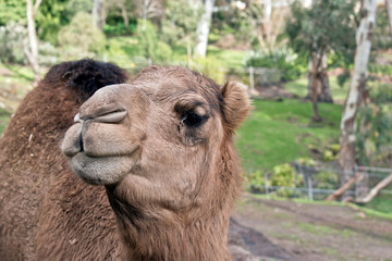 the camel is looking down his nose