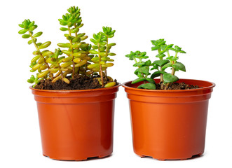 Pots with succulent plants isolated on white background
