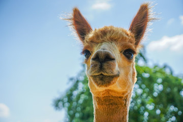 Beautiful Alpaca in a farm
