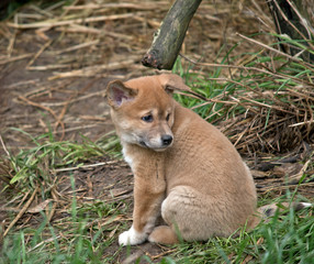 a 6 week old dingo puppy