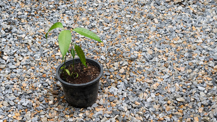 Front view of mango trees in black pots on coarse sand