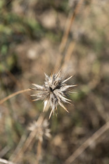 Dried seed pod