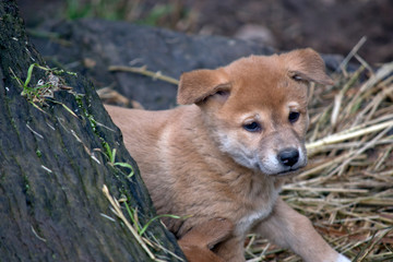 a close up of a golden dingo puppy