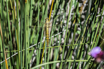 libelula amarilla