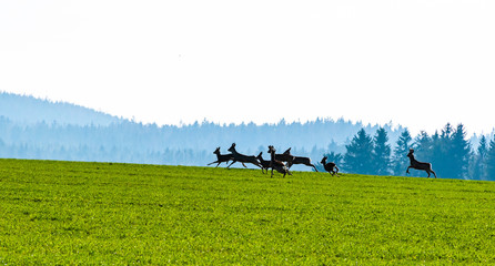 Roe deers herd in the field