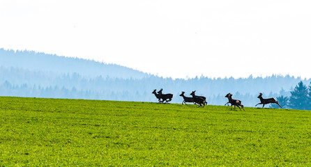 Roe deers herd in the field