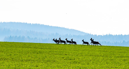 Roe deers herd in the field