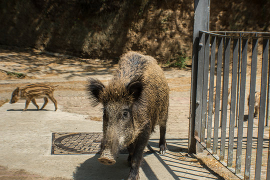 cerdo jabali en el parque