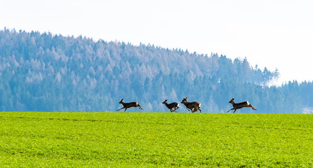 Roe deers herd in the field