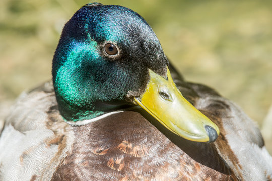 retrato de un pato de cabeza verde
