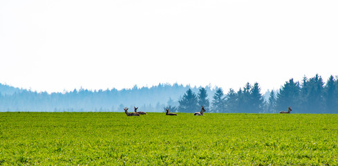 Roe deers herd in the field