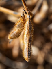 Two pods of dry ripe soya on the field, close up