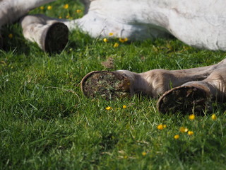 Hooves in grass