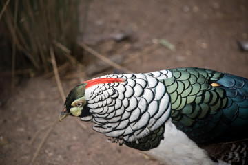 this is a side view of a Lady Amherst pheasant