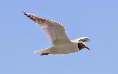 gull gliding in clear blue sky