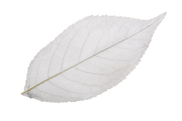 grey cherry tree leaf skeleton on white