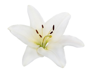 Fototapeta na wymiar isolated single pure white lily large bloom