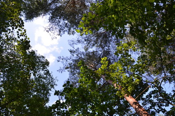 las sosnowy ,bory, drzew, charakter, drzew, krajobraz, zieleń, drewna, drewna, jesienią, las, iskra, słońce, park, sosna, lato, droga, feuille, pora roku, bagażnik, jary, liści, okolica, opad, feuille