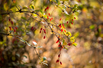 Barberry fruits. Red berries on a yellow background leafy and bokeh. Autumn, sunny day, harvest.