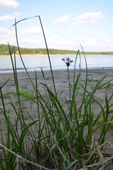 jezioro ,sztuczny zbiornik ,Chańcza zalew ,źródło , żródełko , strumyk ,bory, potok, woda, rzeka, charakter, drzew, zieleń, drzew, creek, krajobraz, wodospad, jary, brooks, opoka, mech, drewna, jesien © Szymon