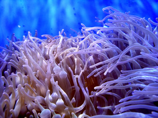 Plakat sea,ocean coral reef in nature under water
