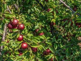 Natural fruits. Ripe plums on the tree in the farm garden