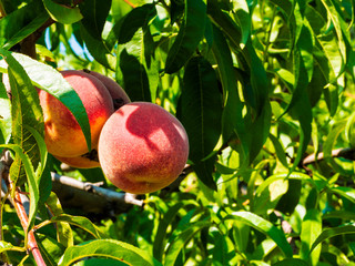 Natural fruit. Peaches on peach tree branches
