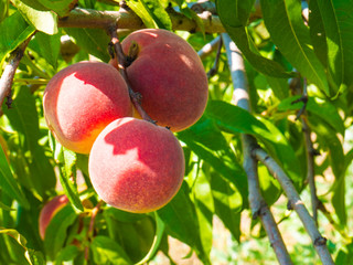 Natural fruit. Peaches on peach tree branches