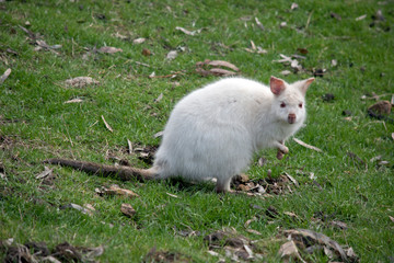 this is a side view of a Red necked wallaby