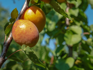 Natural fruits. Ripe apricots on the tree in the farm garden