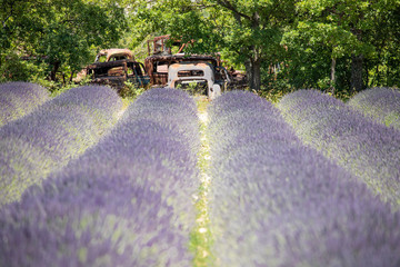 Lavendelfelder in der Provence