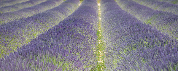 Fototapeta na wymiar Lavendelfelder in der Provence