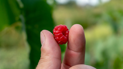 fingers hold ripe raspberries