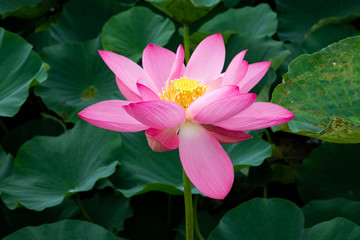 蓮の花　伊佐沼　埼玉県川越市