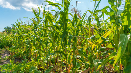 a fields of green corn