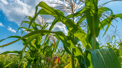 a fields of green corn