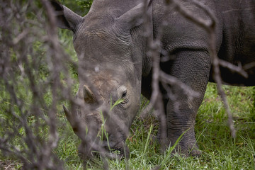 rhino hiding © Miguel