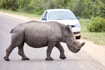 Naklejka premium rhino