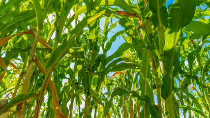 a fields of green corn