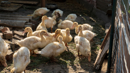 little ducklings in the aviary