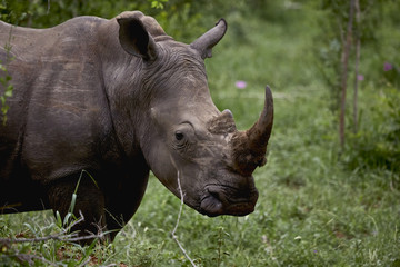 Obraz premium rhino
