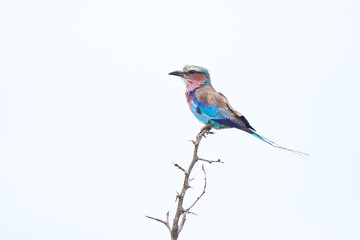colorful bird in branch