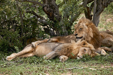 lions sleeping