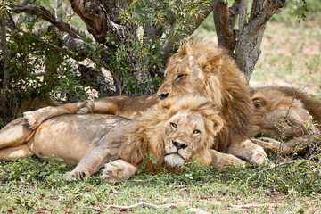 two lions