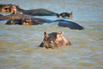 hippopotamus in water