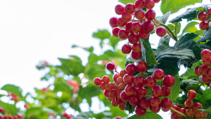 viburnum berries on a bush close up