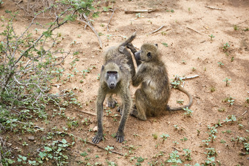 monkey playing
