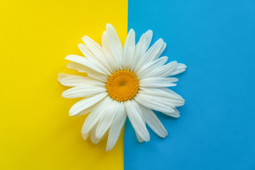 Obraz premium Large daisy closeup on a colored background. The concept of summer.