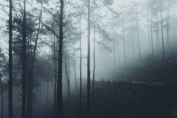 Fototapeta na wymiar In the mist and rain forest, darkness
